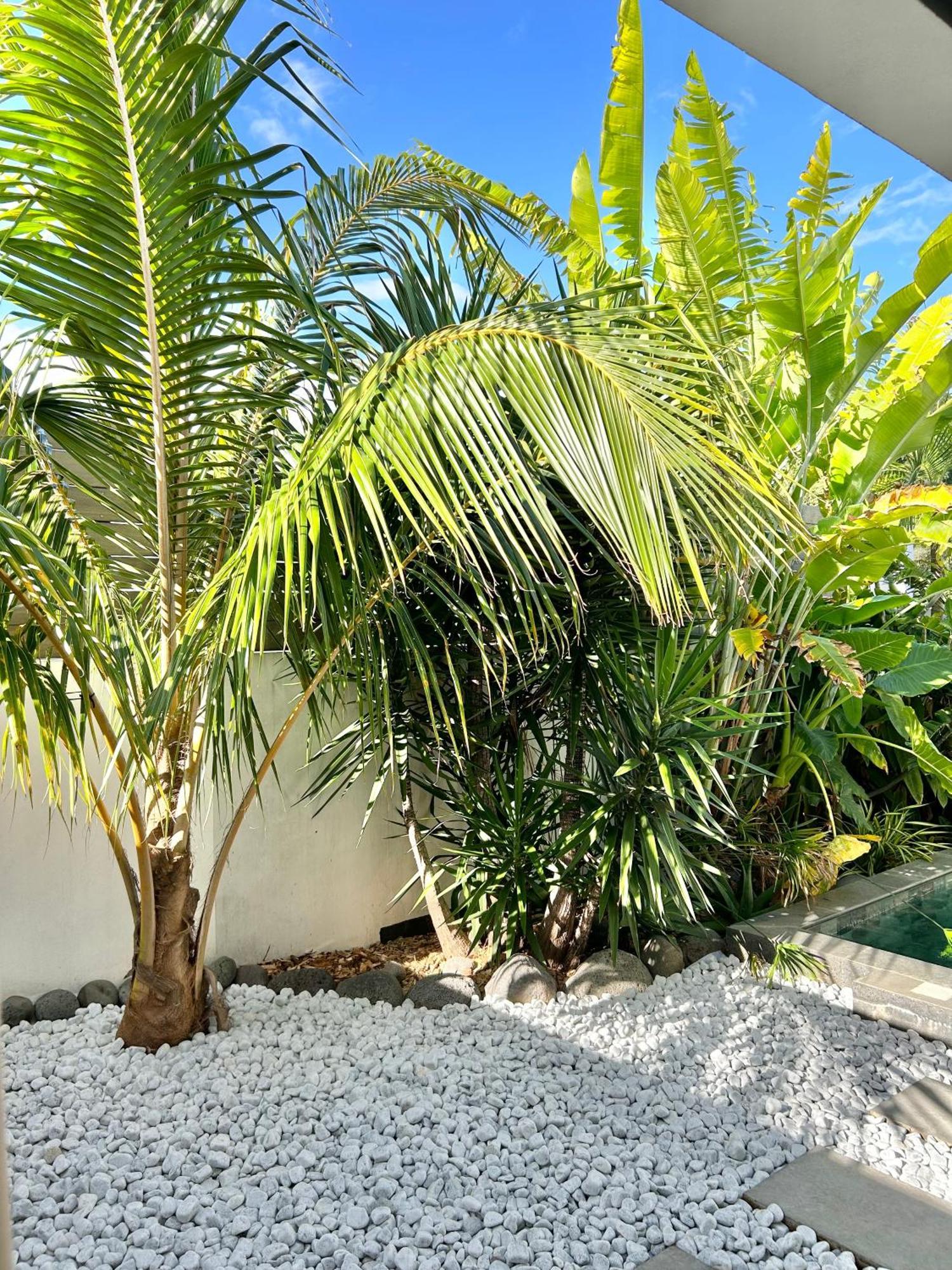 Le Yucca 974 By J&V Villa Saint Pierre Eksteriør bilde